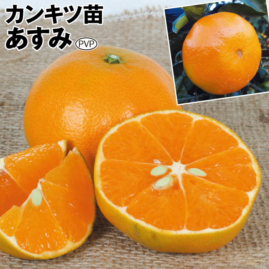 果樹苗 カンキツ あすみPVP 1株
