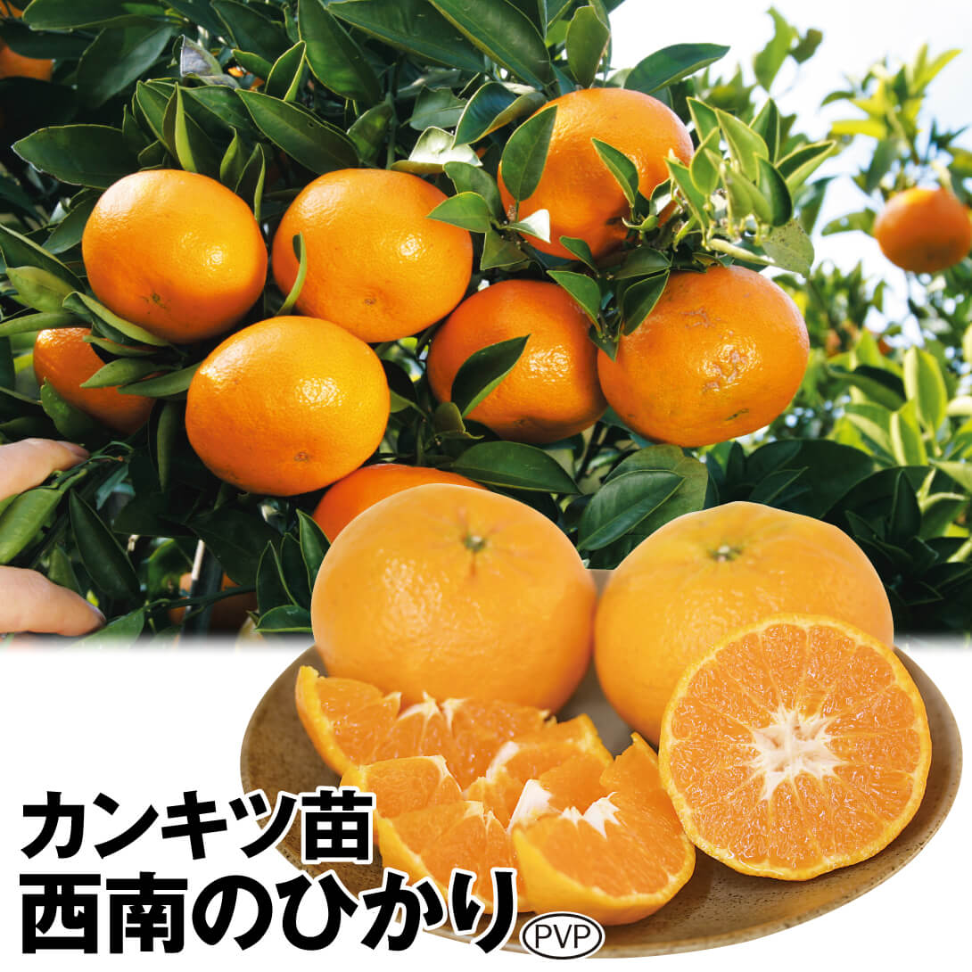 果樹苗 カンキツ 西南のひかりPVP 1株