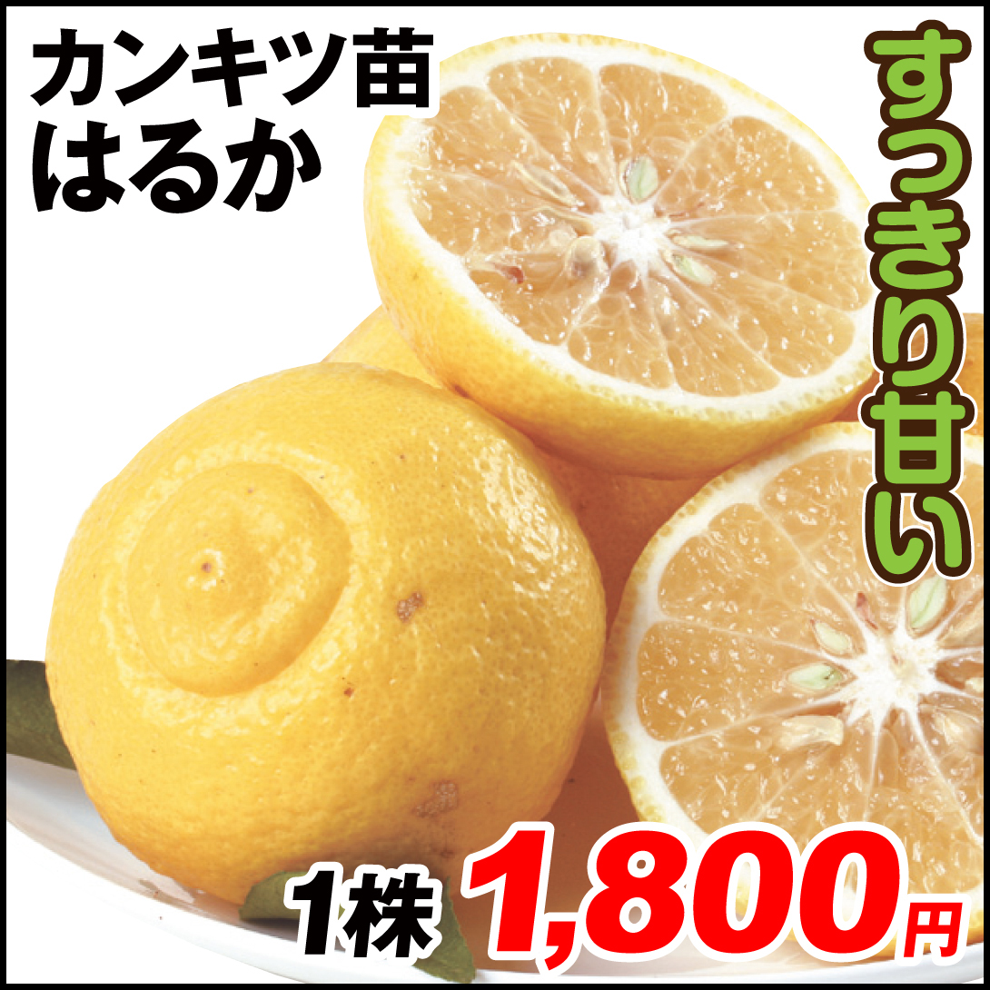 はるか
