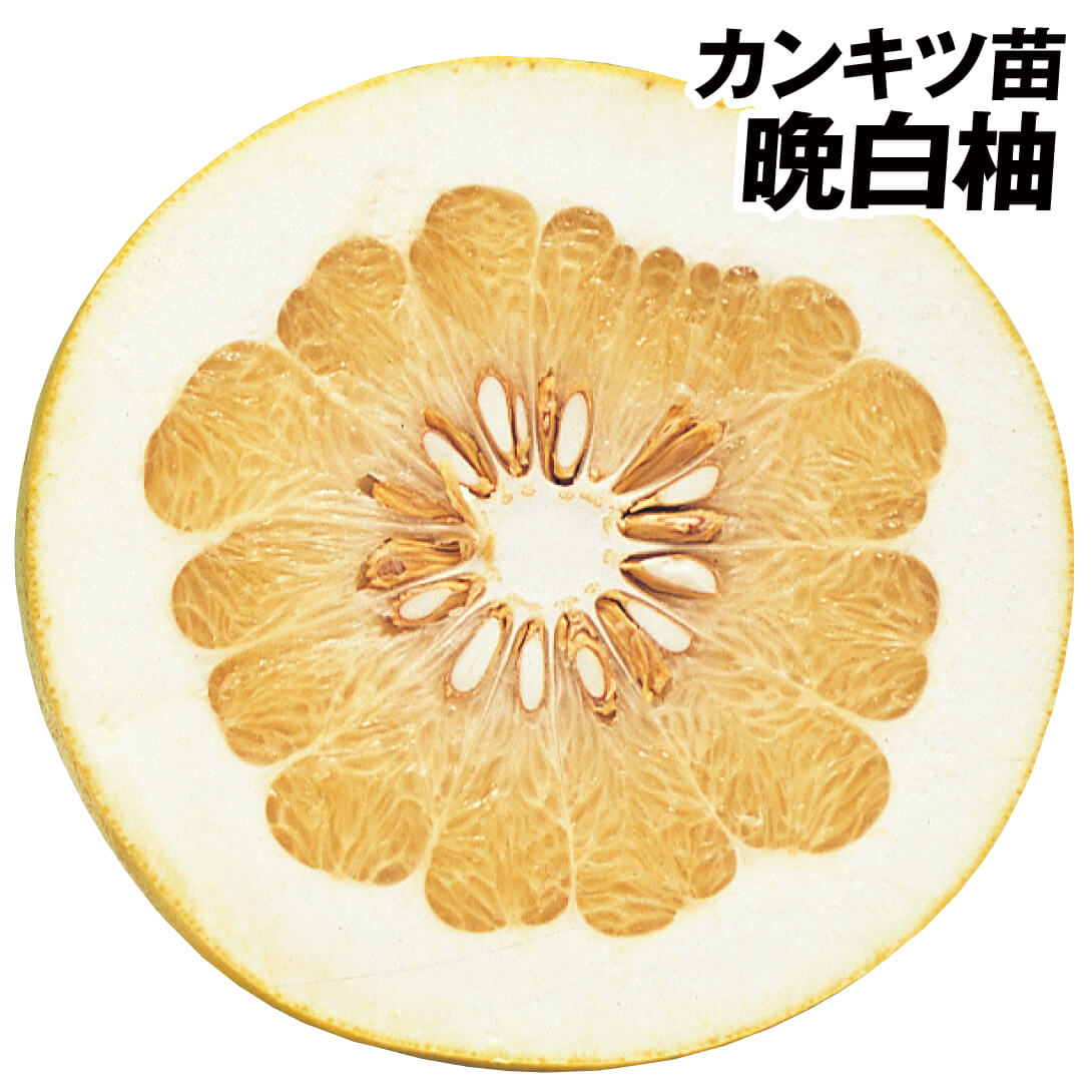 果樹苗 カンキツ 晩白柚(ばんぺいゆ) 1株