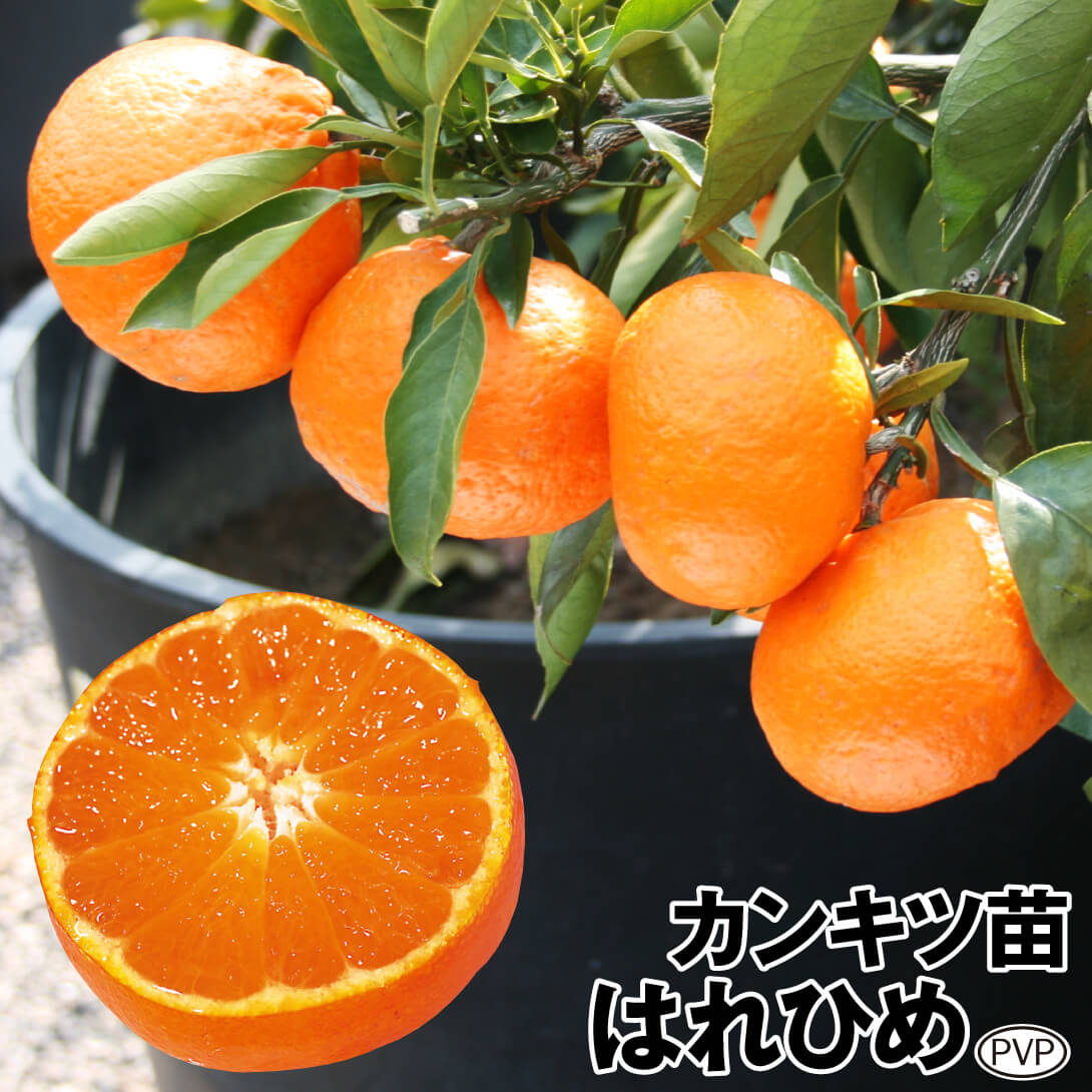 果樹苗 カンキツ はれひめPVP 1株
