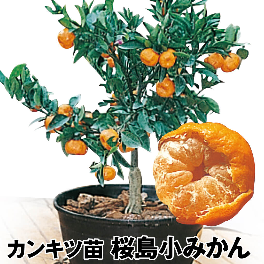 果樹苗 カンキツ 桜島小みかん 1株