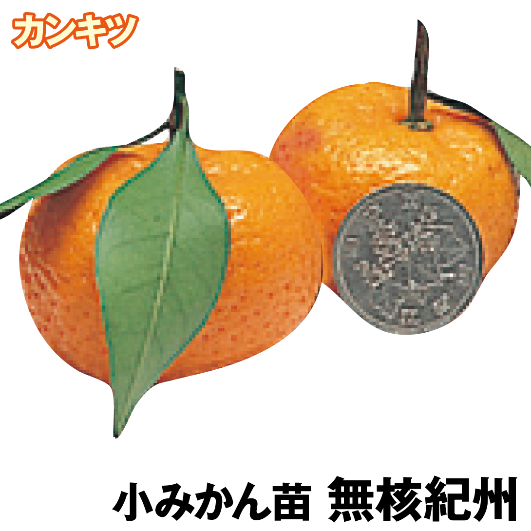 果樹苗 カンキツ 無核紀州 1株