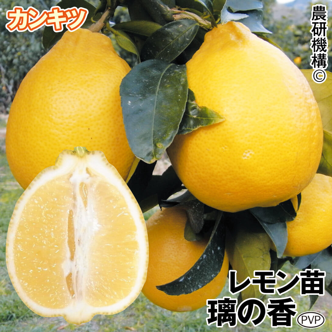 果樹苗 カンキツ レモン 璃の香PVP