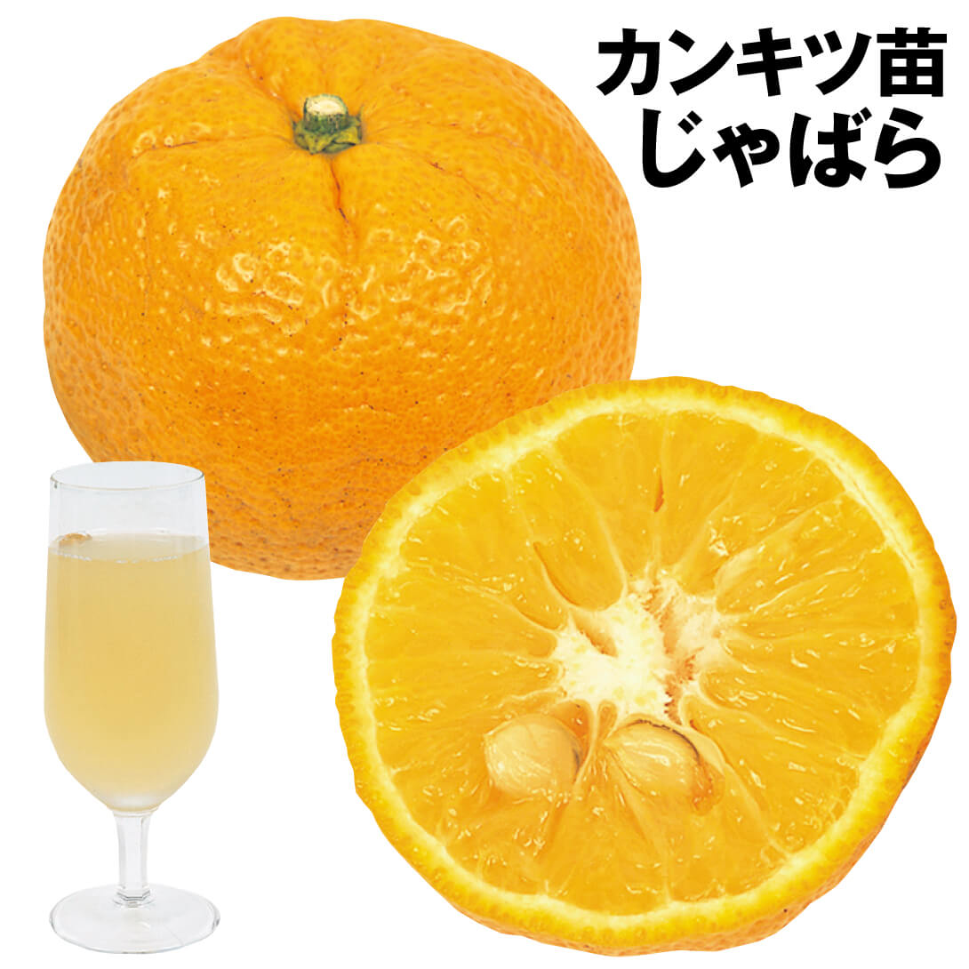 果樹苗 カンキツ じゃばら 1株