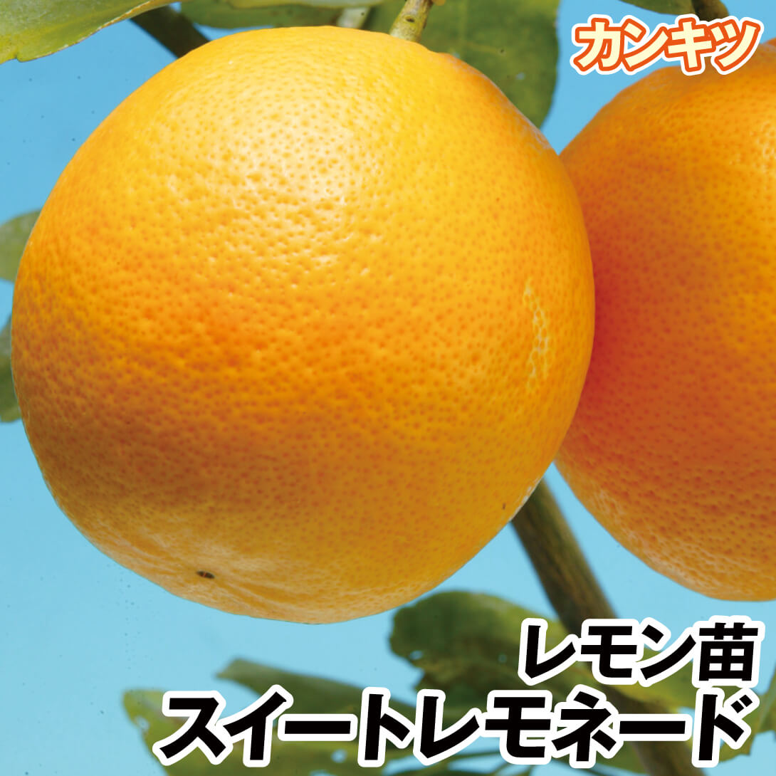 果樹苗 カンキツ レモン スイートレモネード 1株