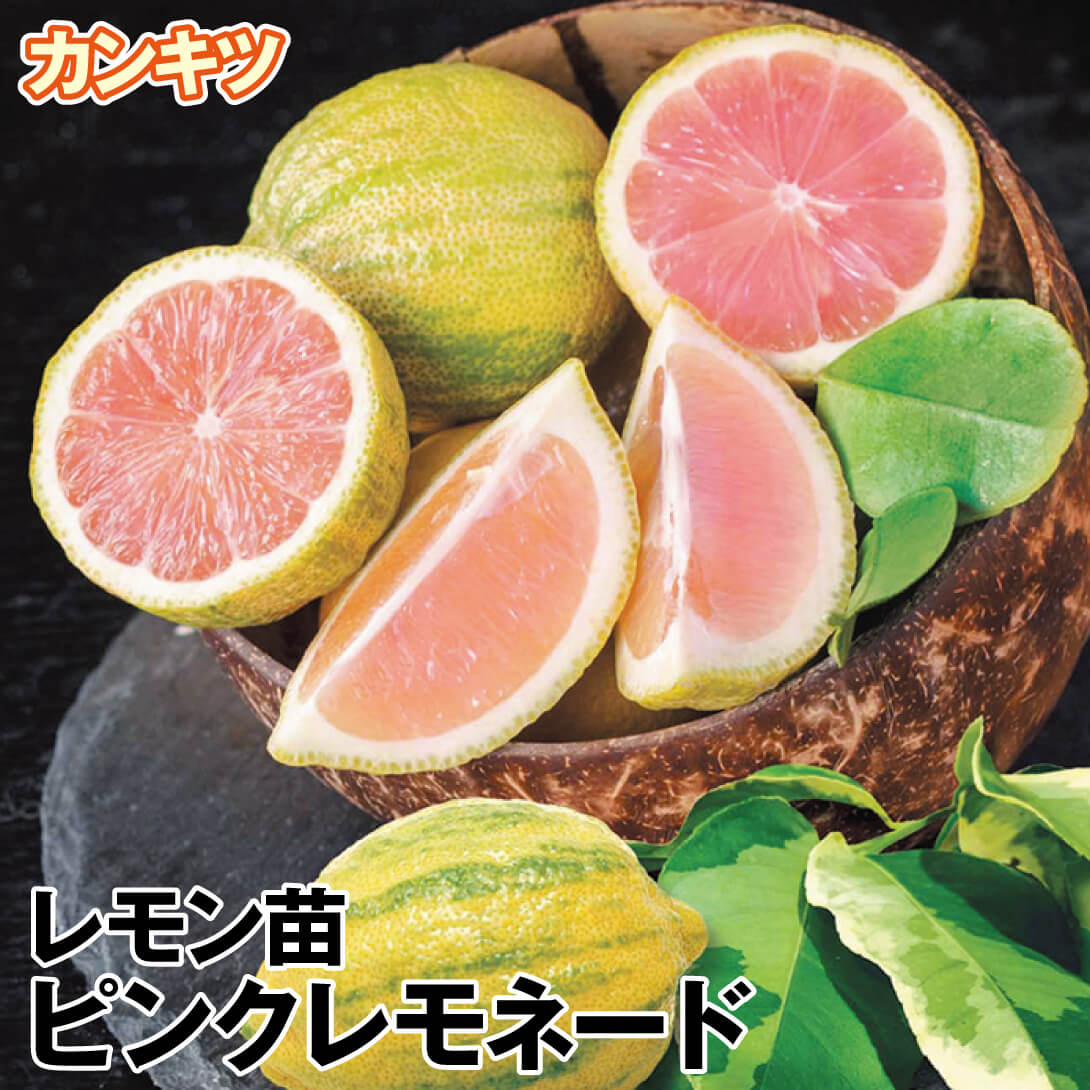 果樹苗 カンキツ レモン ピンクレモネード 1株