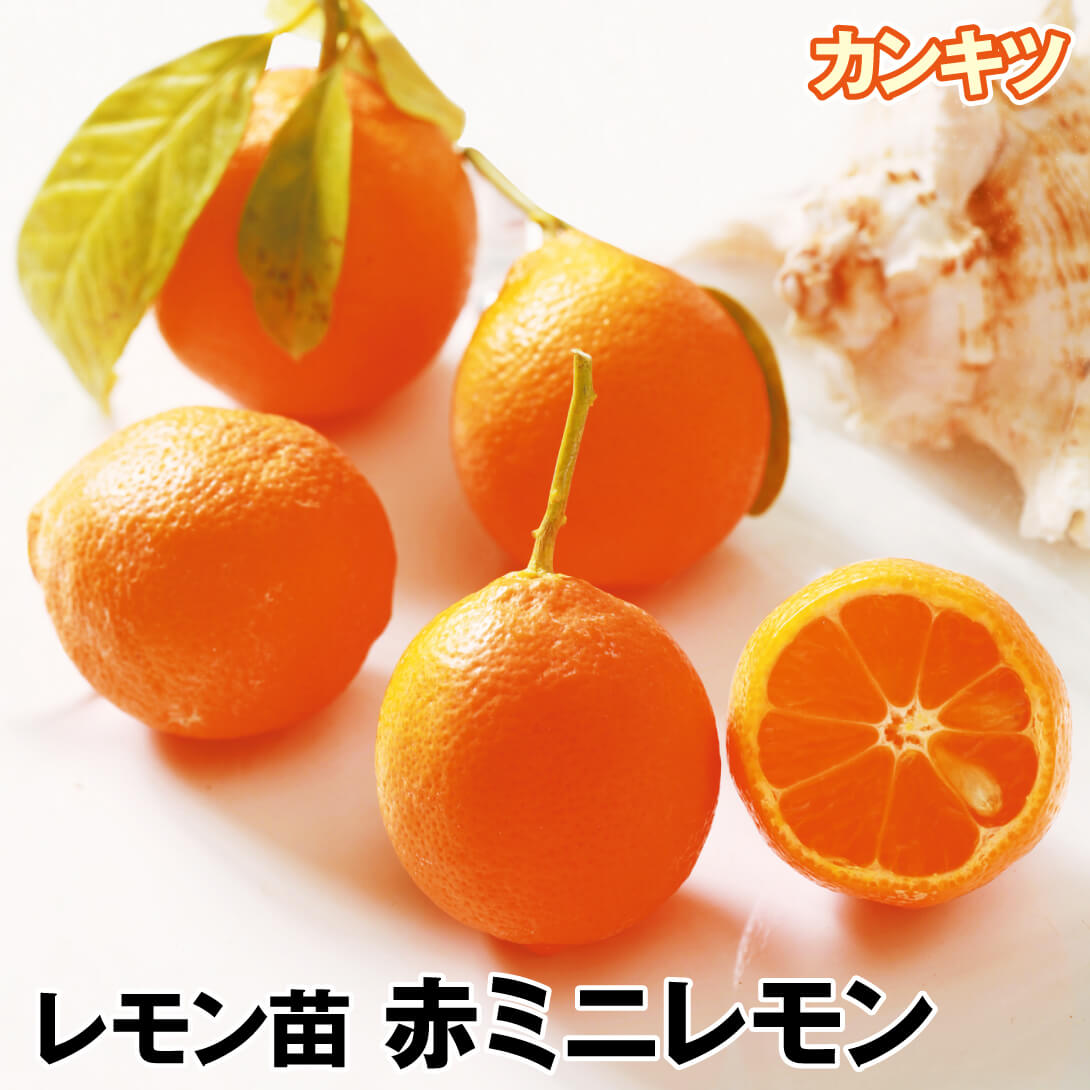 果樹苗 カンキツ レモン 赤ミニレモン 1株