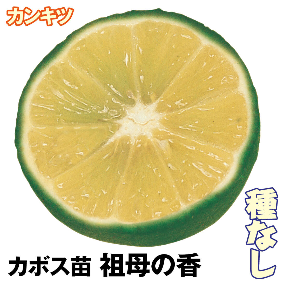果樹苗 カンキツ カボス 祖母の香 1株
