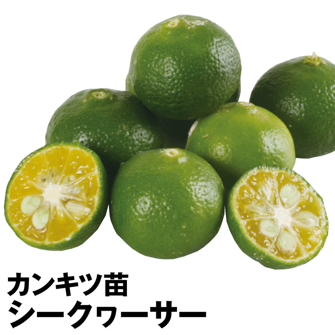 果樹苗 カンキツ シークヮーサー 1株