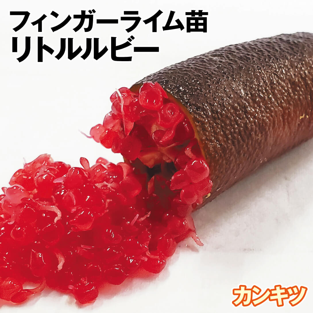 果樹苗 カンキツ フィンガーライム リトルルビー 1株