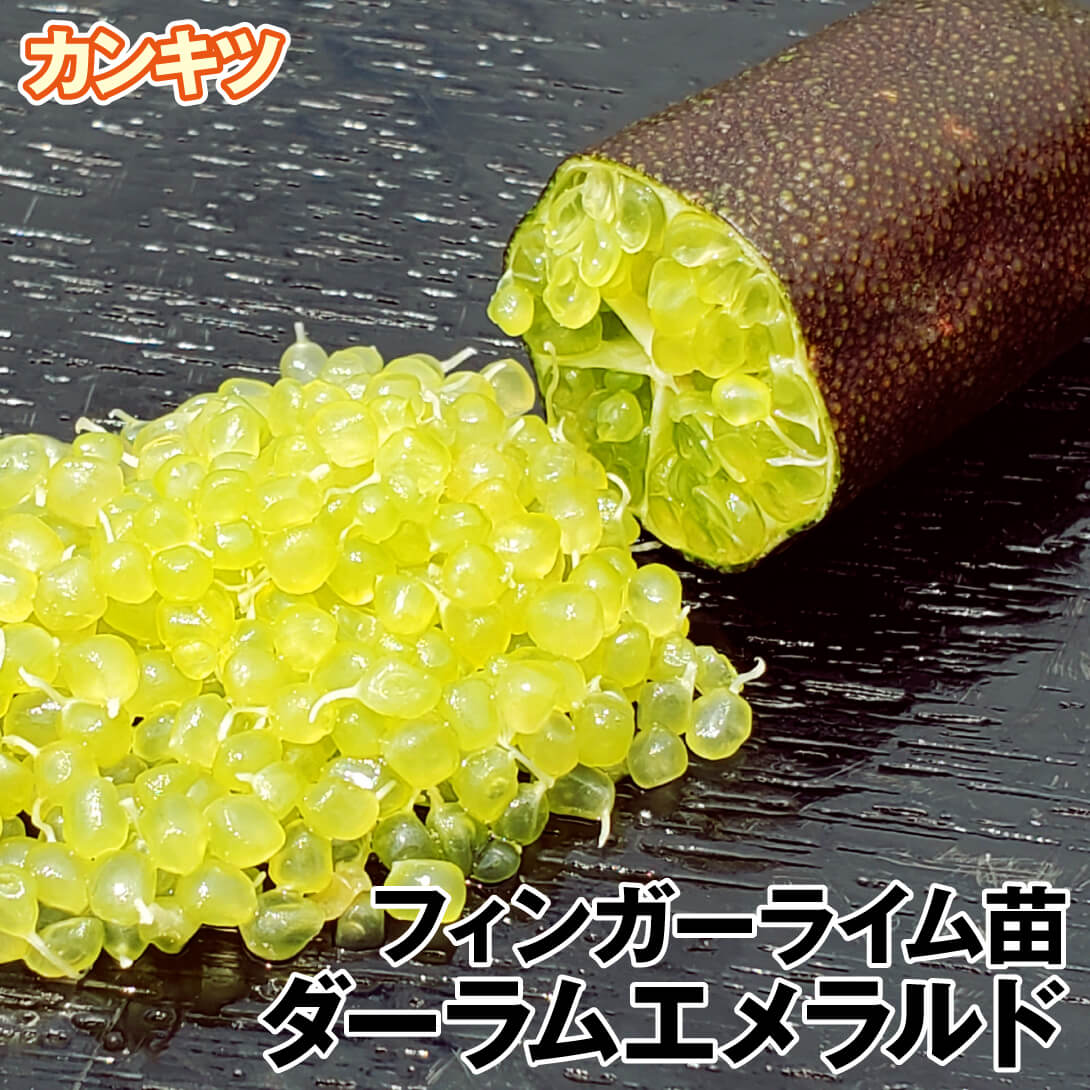 果樹苗 カンキツ フィンガーライム ダーラム エメラルド 1株