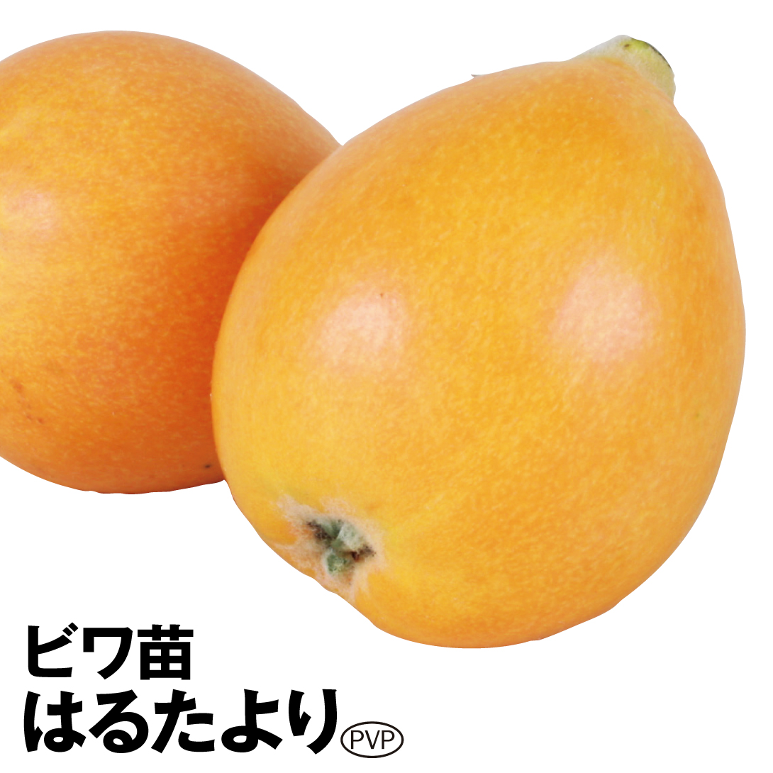 果樹苗 ビワ はるたよりPVP 1株
