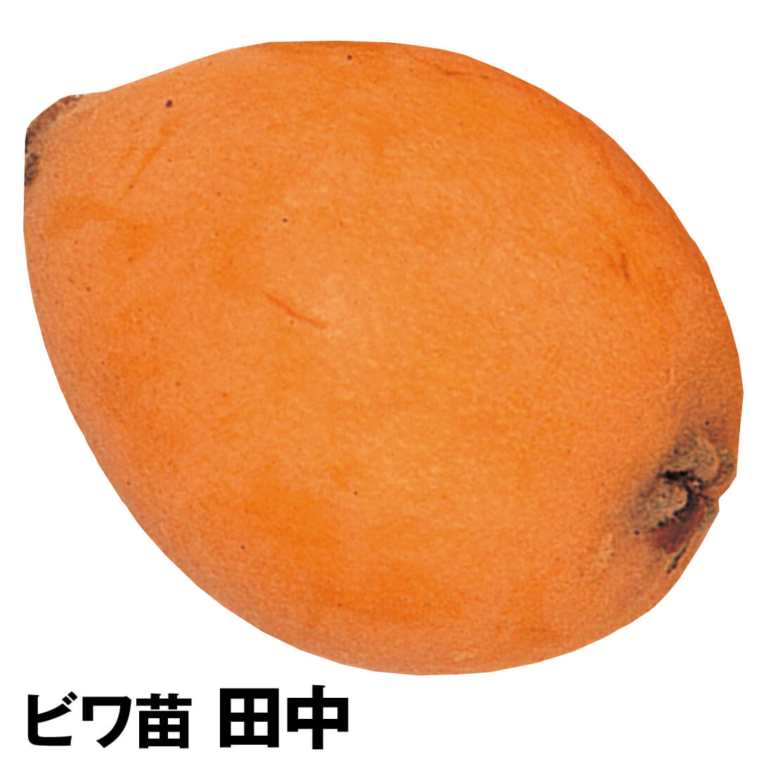 果樹苗 ビワ 田中 1株