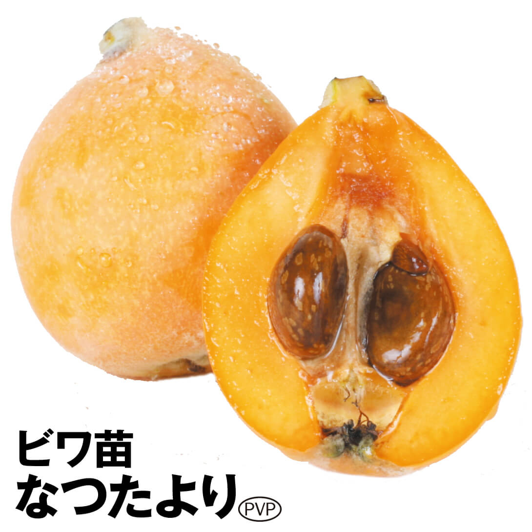 果樹苗 ビワ なつたよりPVP 1株