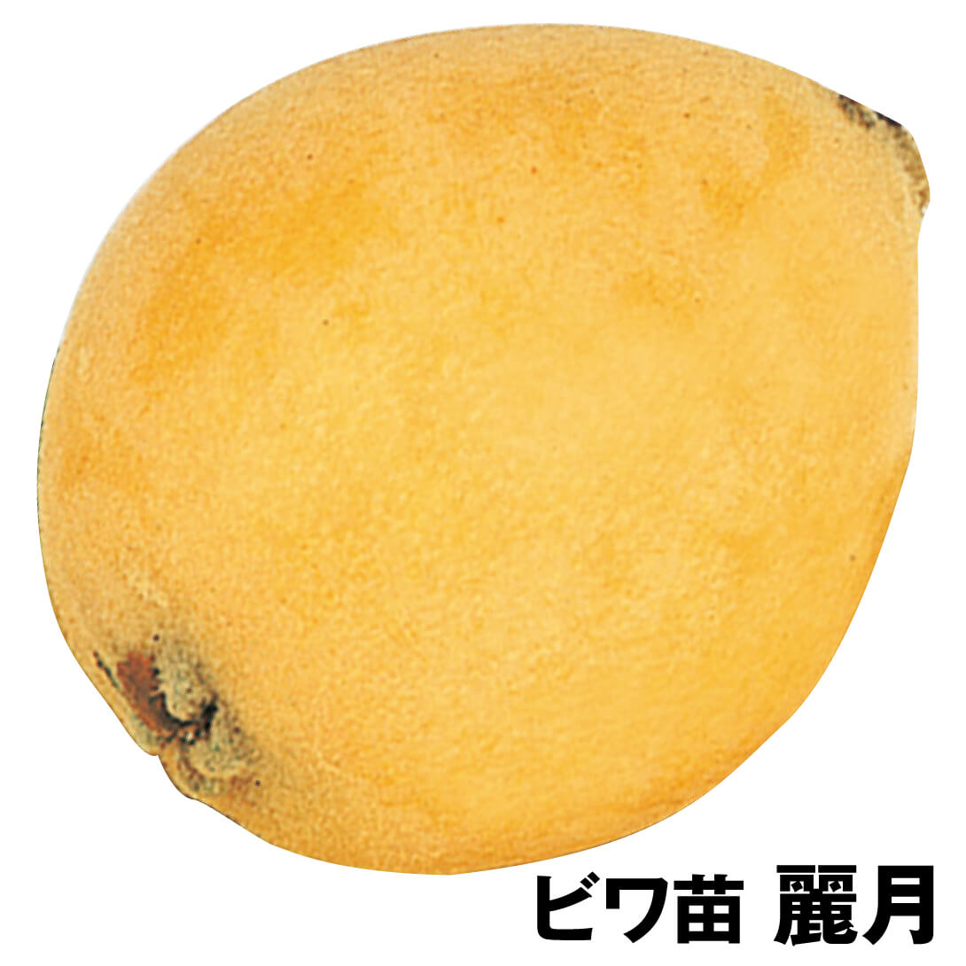 果樹苗 ビワ 麗月 1株