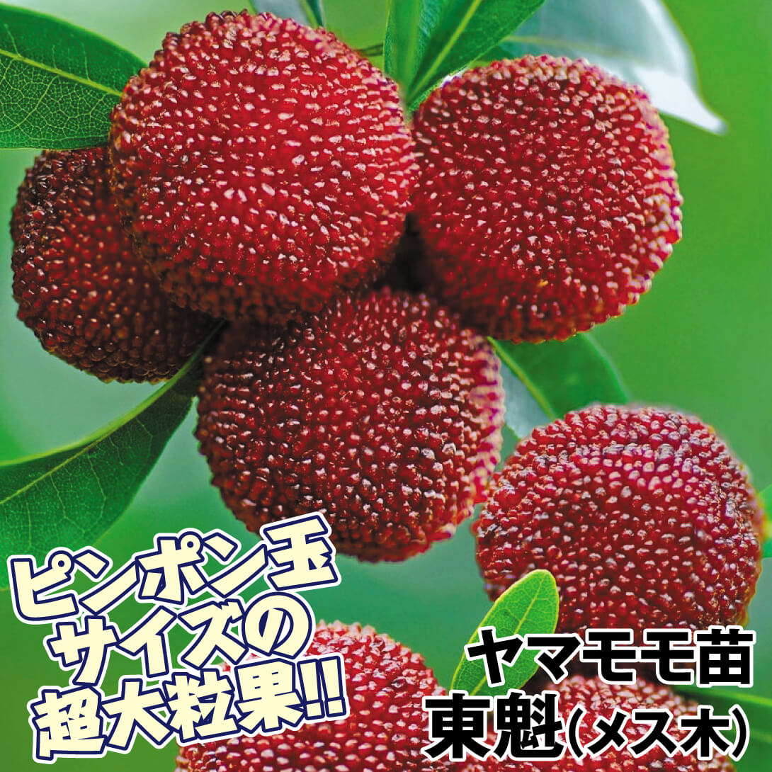 果樹苗 ヤマモモ苗 東魁(メス木)