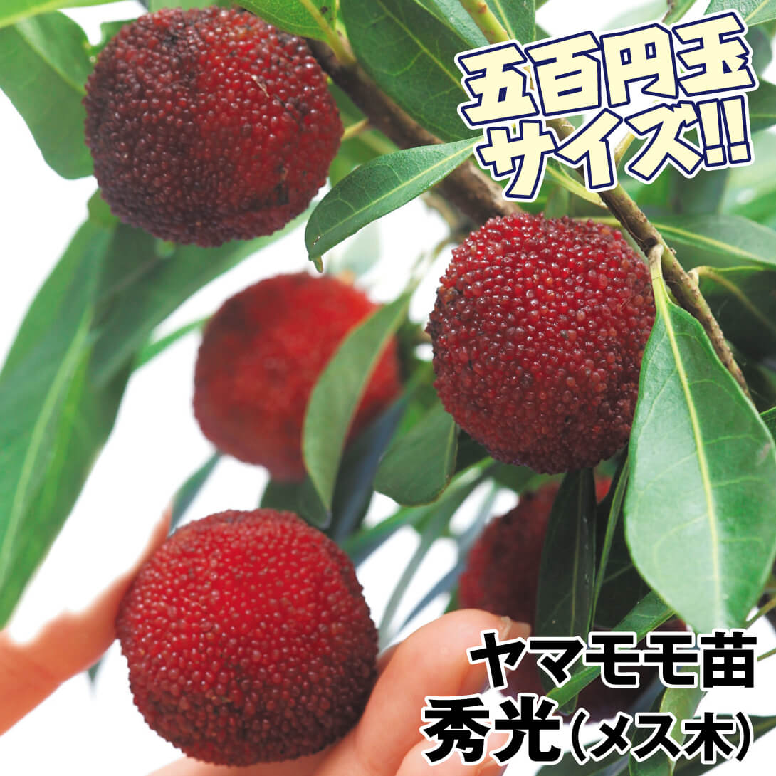 果樹苗 ヤマモモ 秀光(メス木) 1株