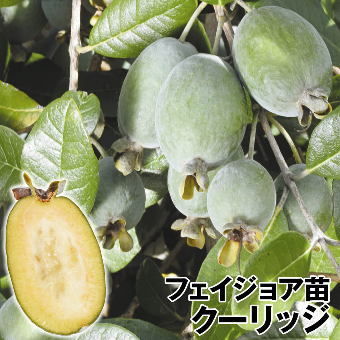 果樹苗 フェイジョア クーリッジ 挿木1年生ポット苗 1株