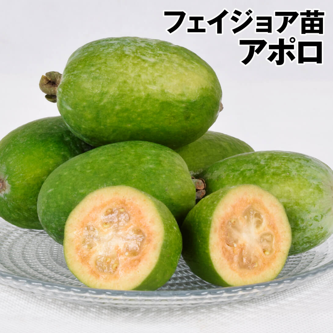 果樹苗 フェイジョア アポロ
