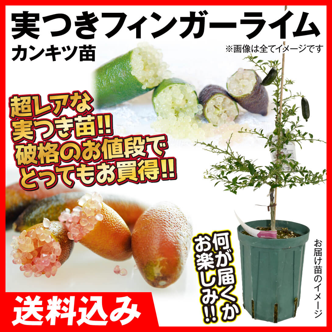 果樹苗 カンキツ フィンガーライム実つき (品種見計らい・名称付き） 1株 送料無料