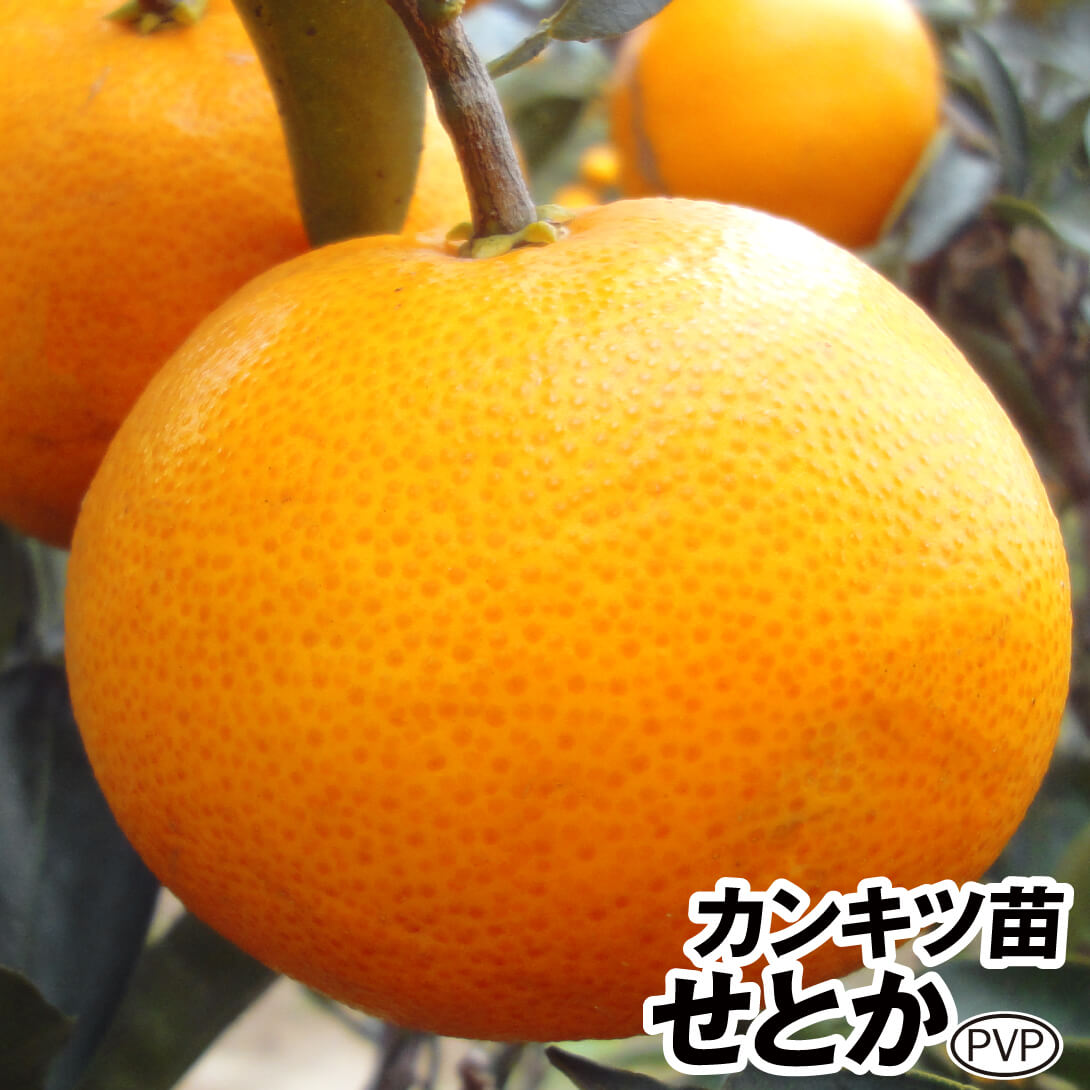 果樹苗 カンキツ せとかPVP 1株 送料込み