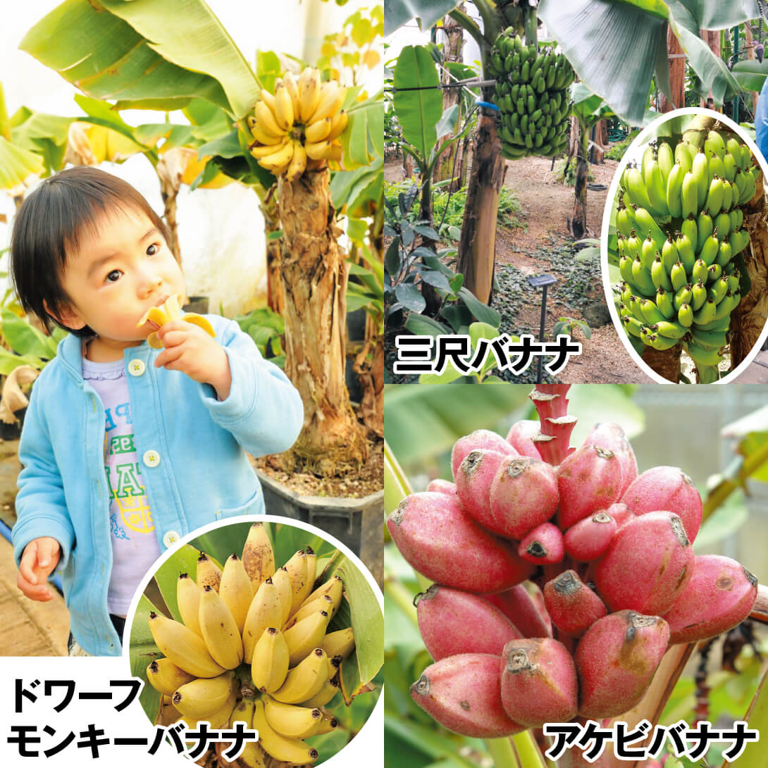 果樹苗 バナナ 極上バナナセット 3種3株
