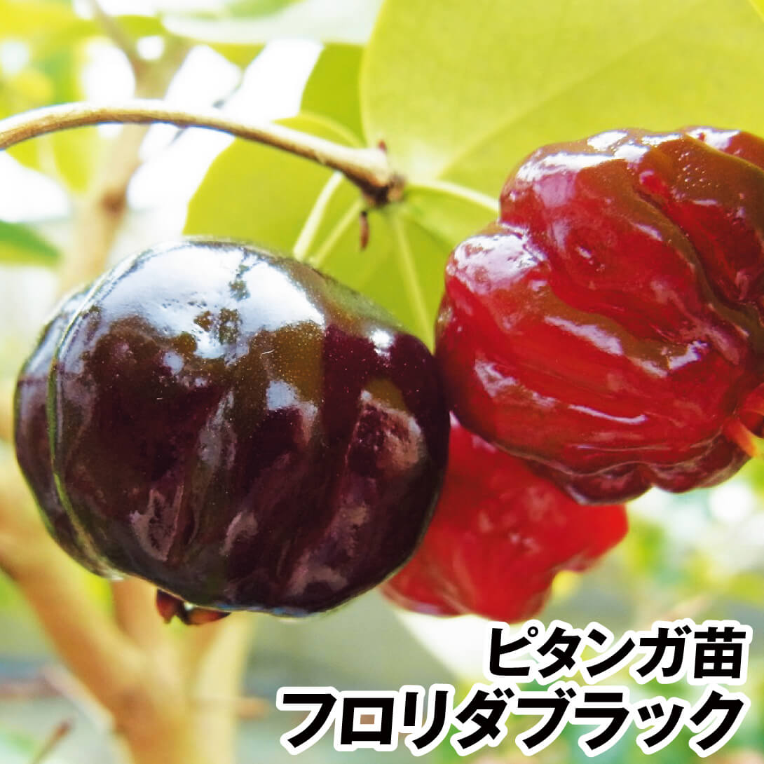 果樹苗 ピタンガ フロリダブラック 1株