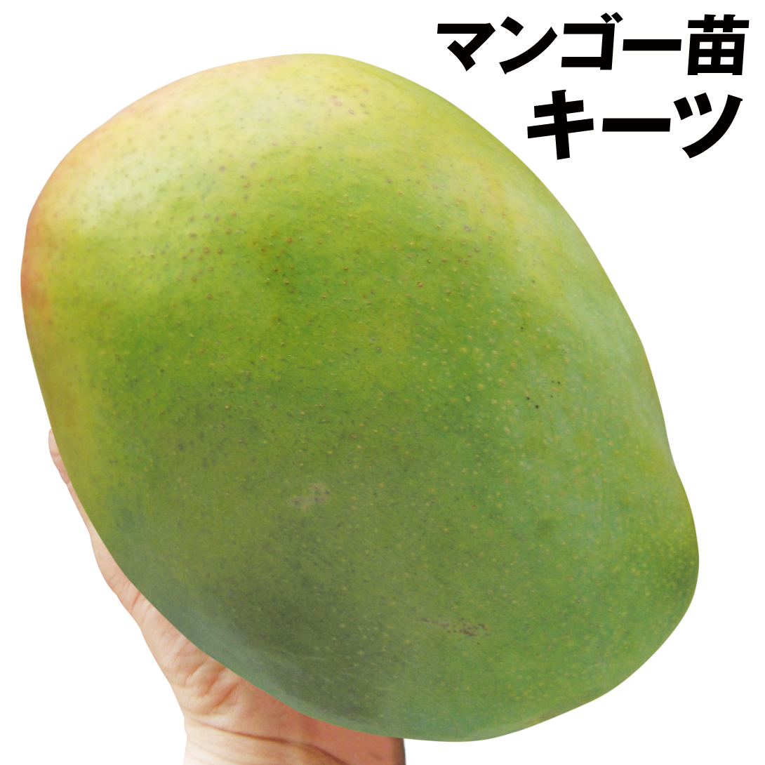 果樹苗 マンゴー キーツ 1株