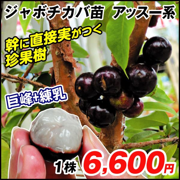 果樹苗 ジャボチカバ アッスー系 1株