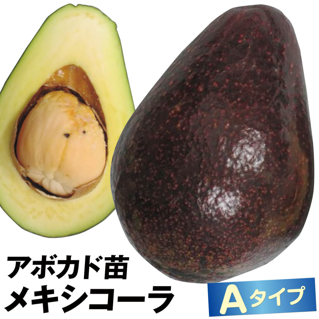 果樹苗 アボカド メキシコーラ Aタイプ 1株