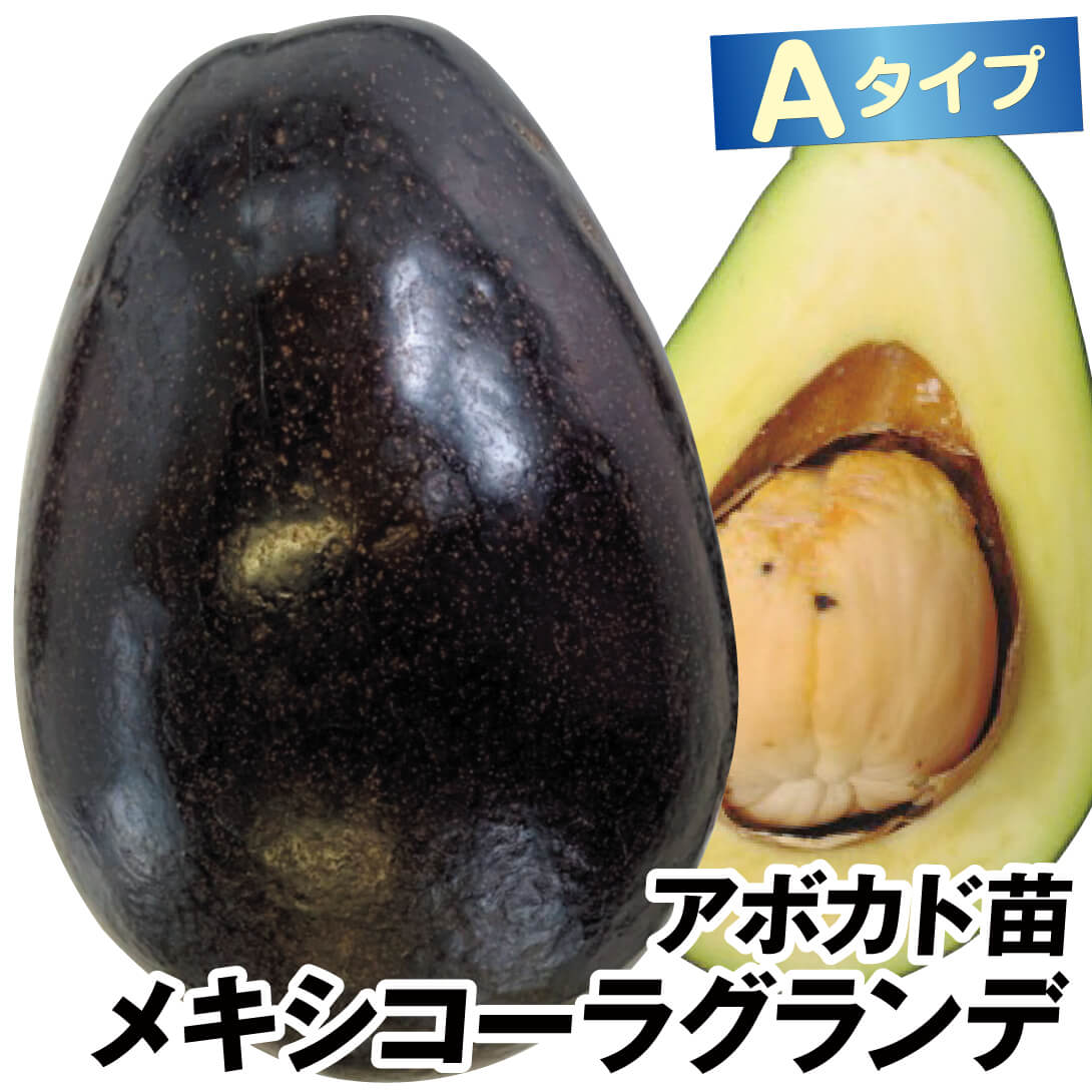 果樹苗 アボカド メキシコーラグランデ Aタイプ 1株