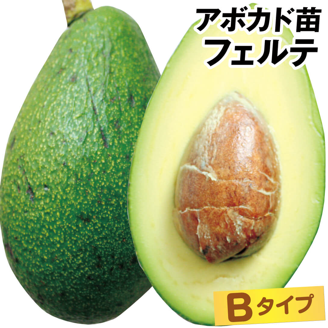 果樹苗 アボカド フェルテ Bタイプ 1株