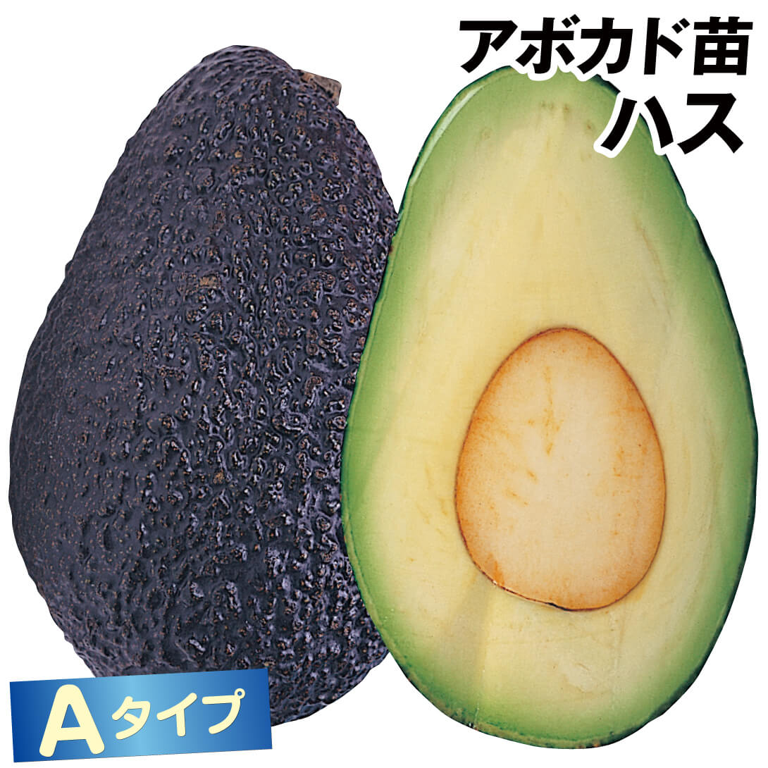 果樹苗 アボカド ハス Aタイプ 1株