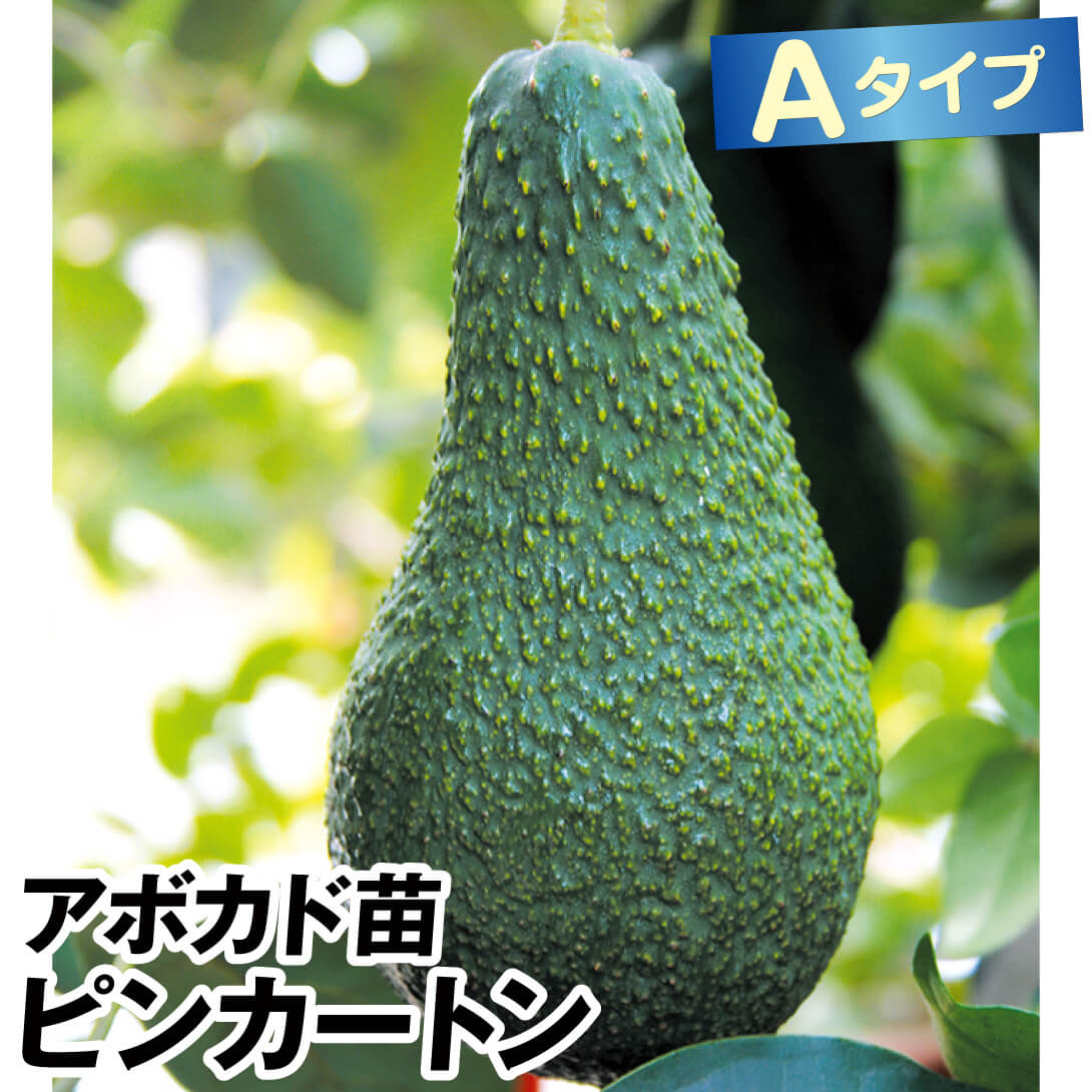 果樹苗 アボカド ピンカートン Aタイプ 1株