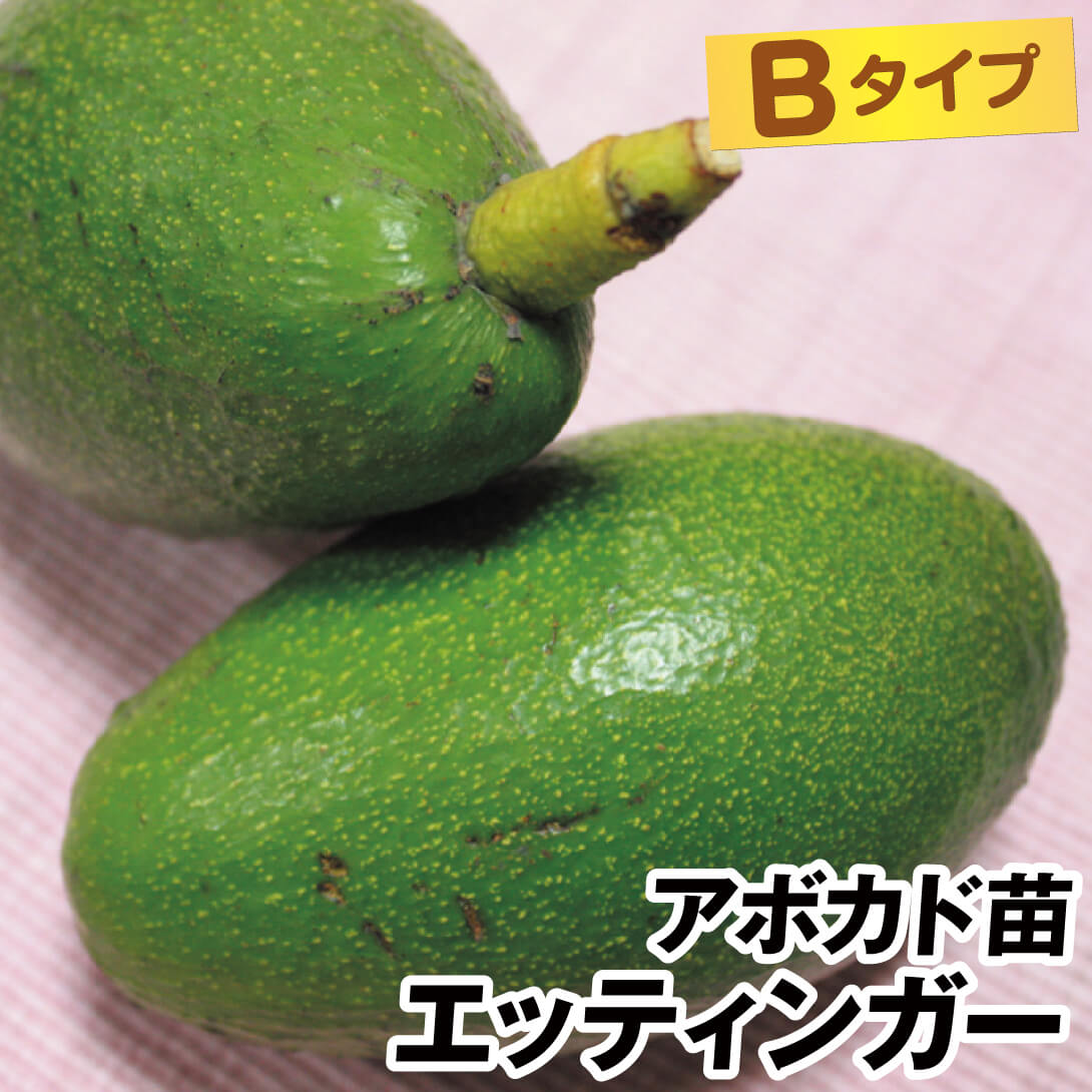 果樹苗 アボカド エッティンガー Bタイプ 1株