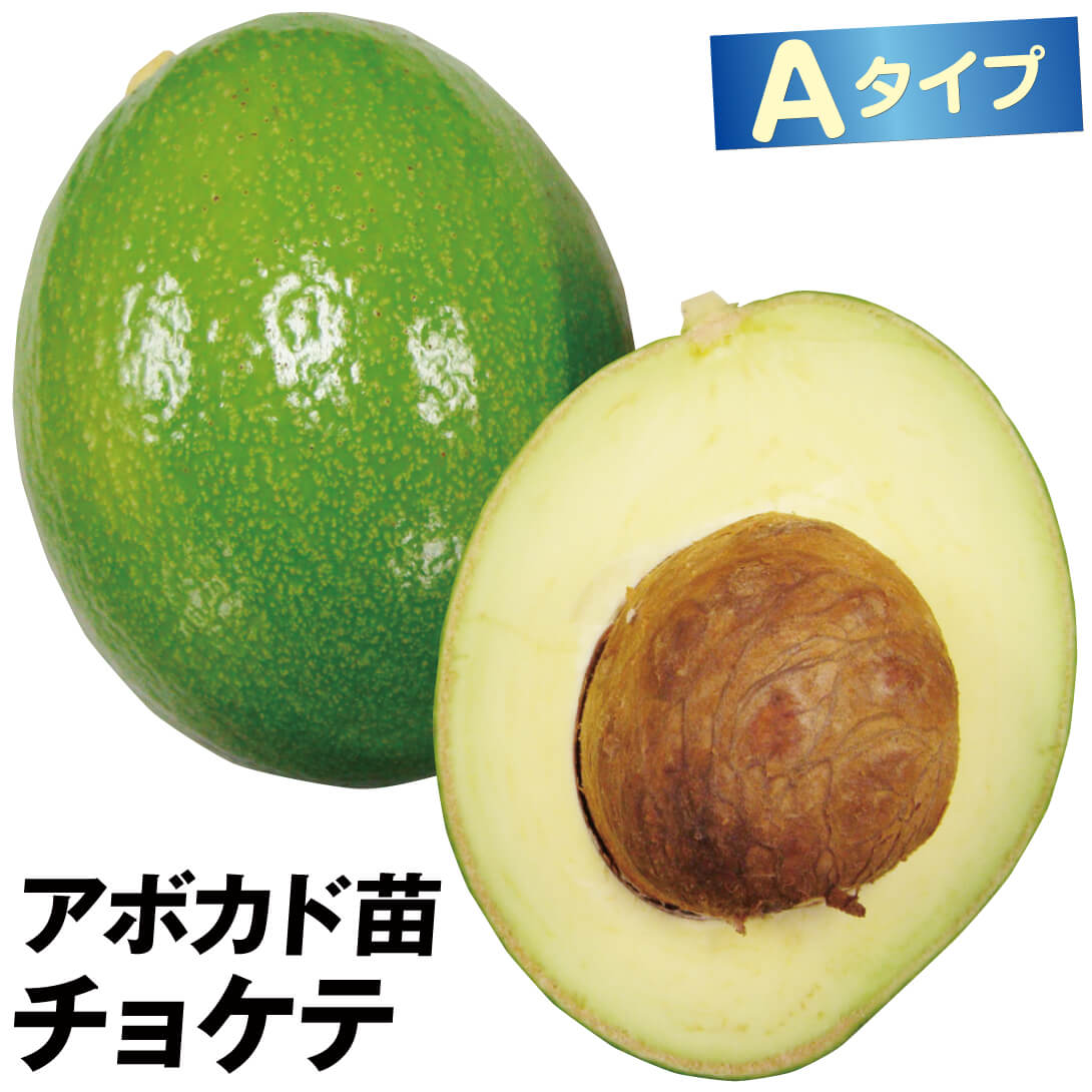 果樹苗 アボカド チョケテ Aタイプ 1株