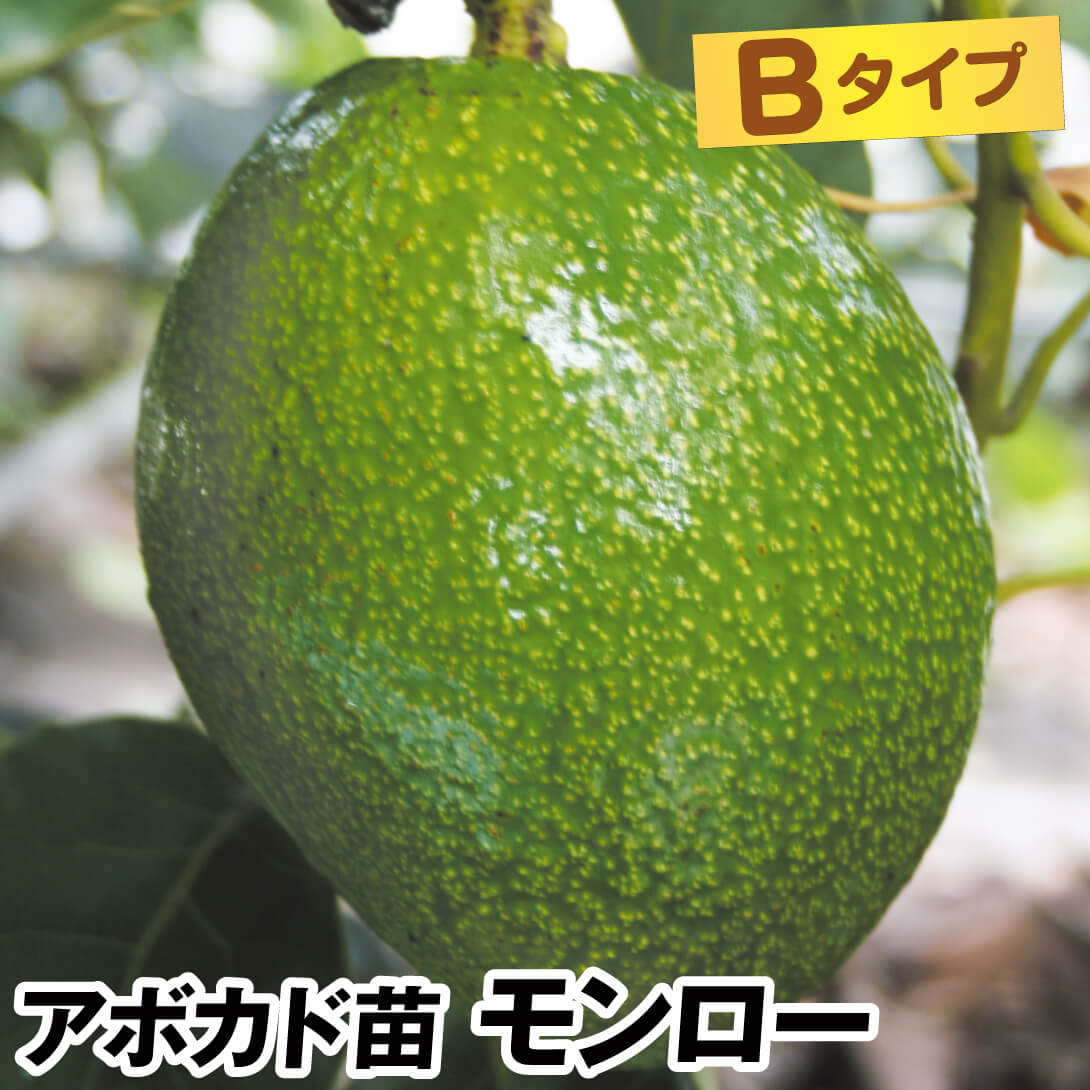 果樹苗 アボカド モンロー Bタイプ 1株