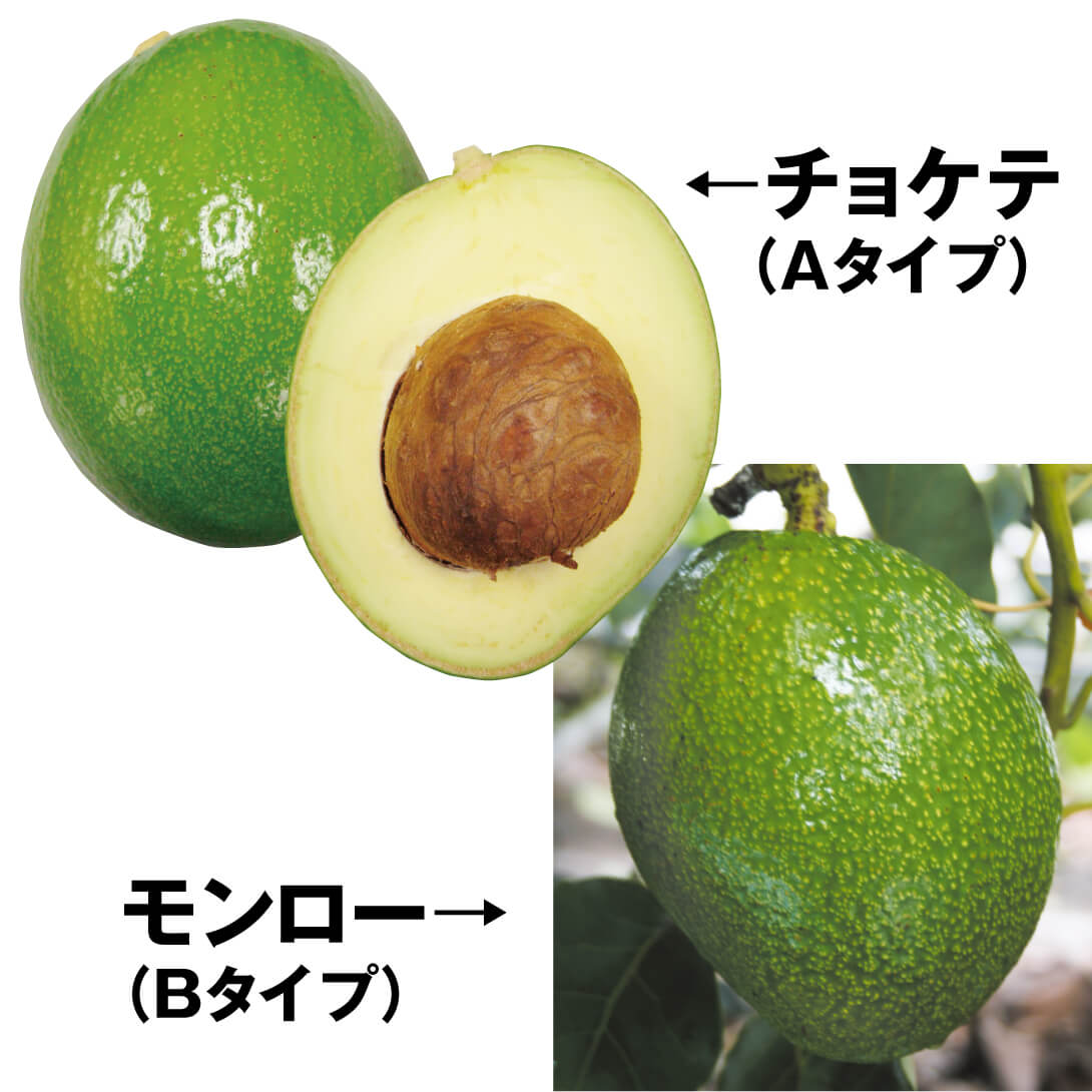 果樹苗 アボカド 大玉アボカドセット 2種2株