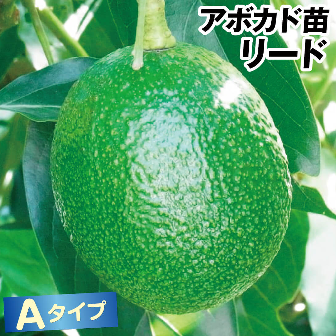果樹苗 アボカド リード Aタイプ 1株