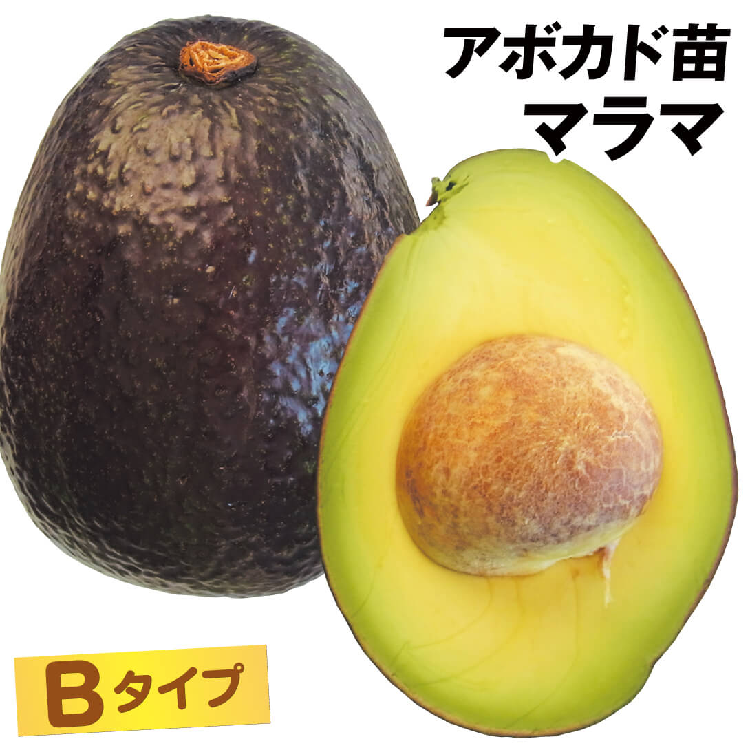 果樹苗 アボカド マラマ Bタイプ 1株