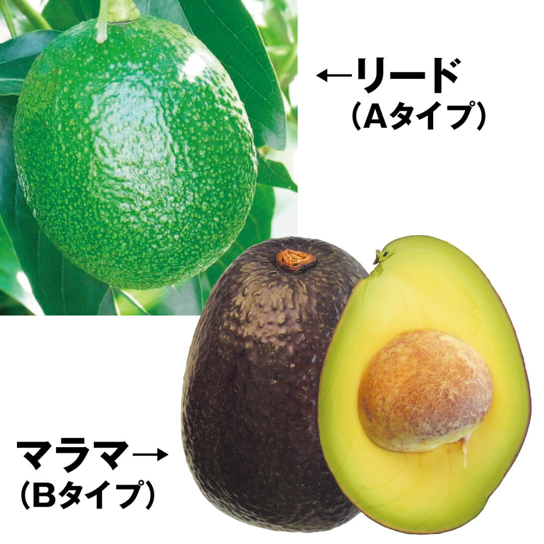 果樹苗 アボカド 半矮性アボカドセット 2種2株