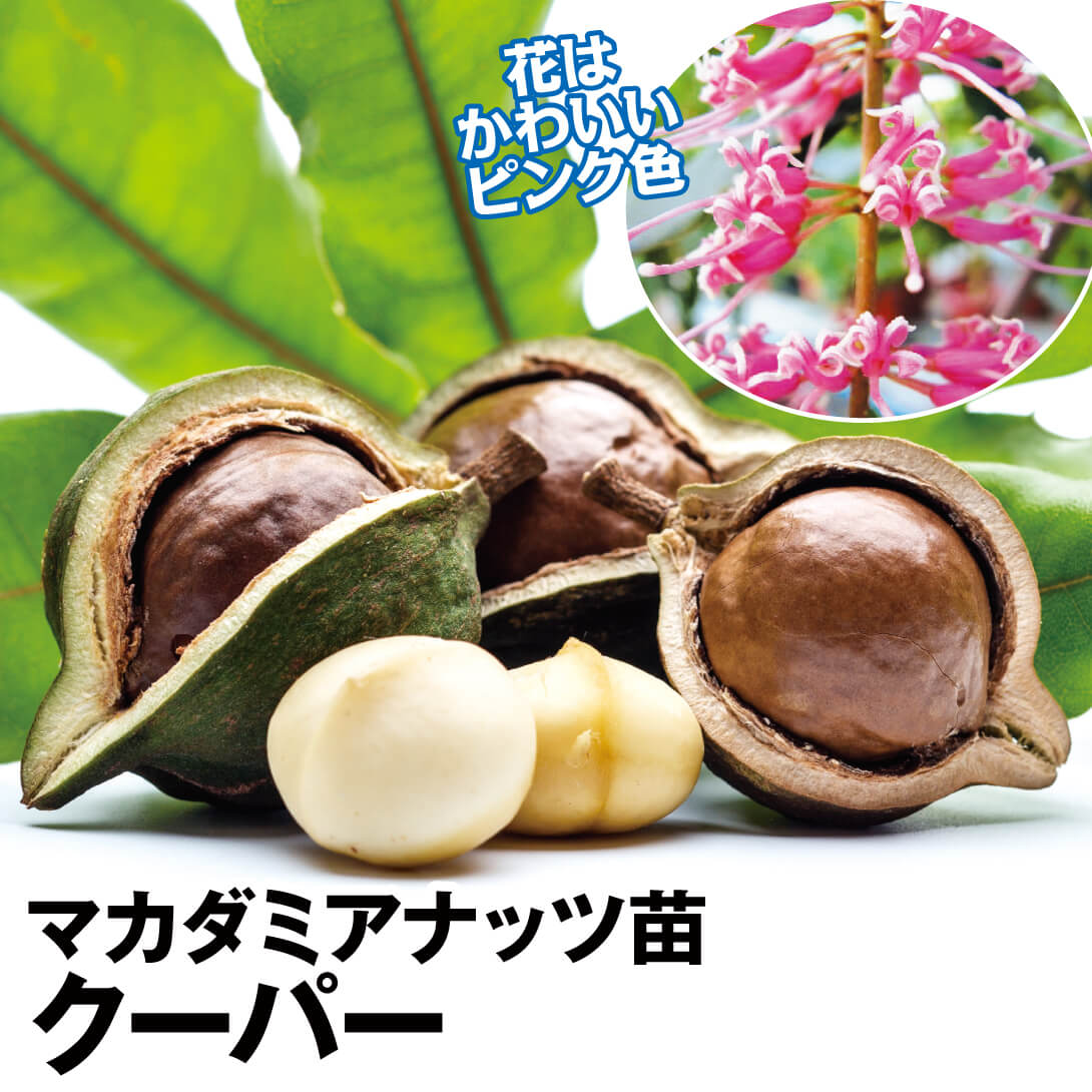 果樹苗 マカダミアナッツ クーパー 1株