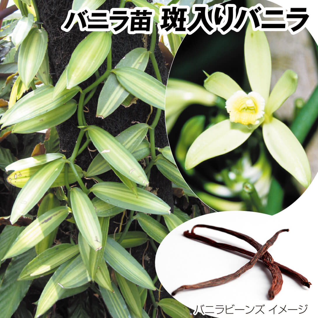 果樹苗 バニラ 斑入りバニラ 1株