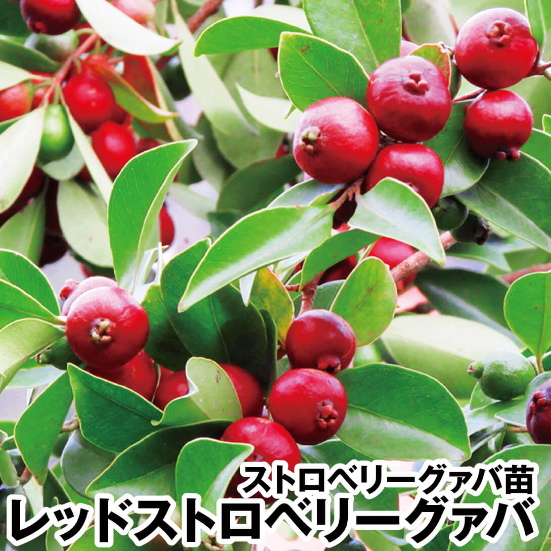果樹苗 ストロベリーグァバ レッドストロベリーグァバ 1株
