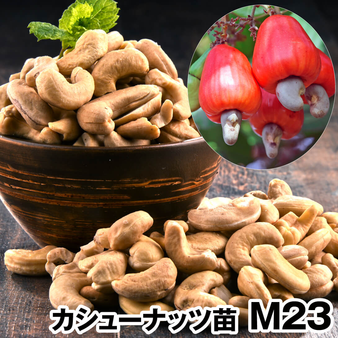 果樹苗 カシューナッツ M23 1株