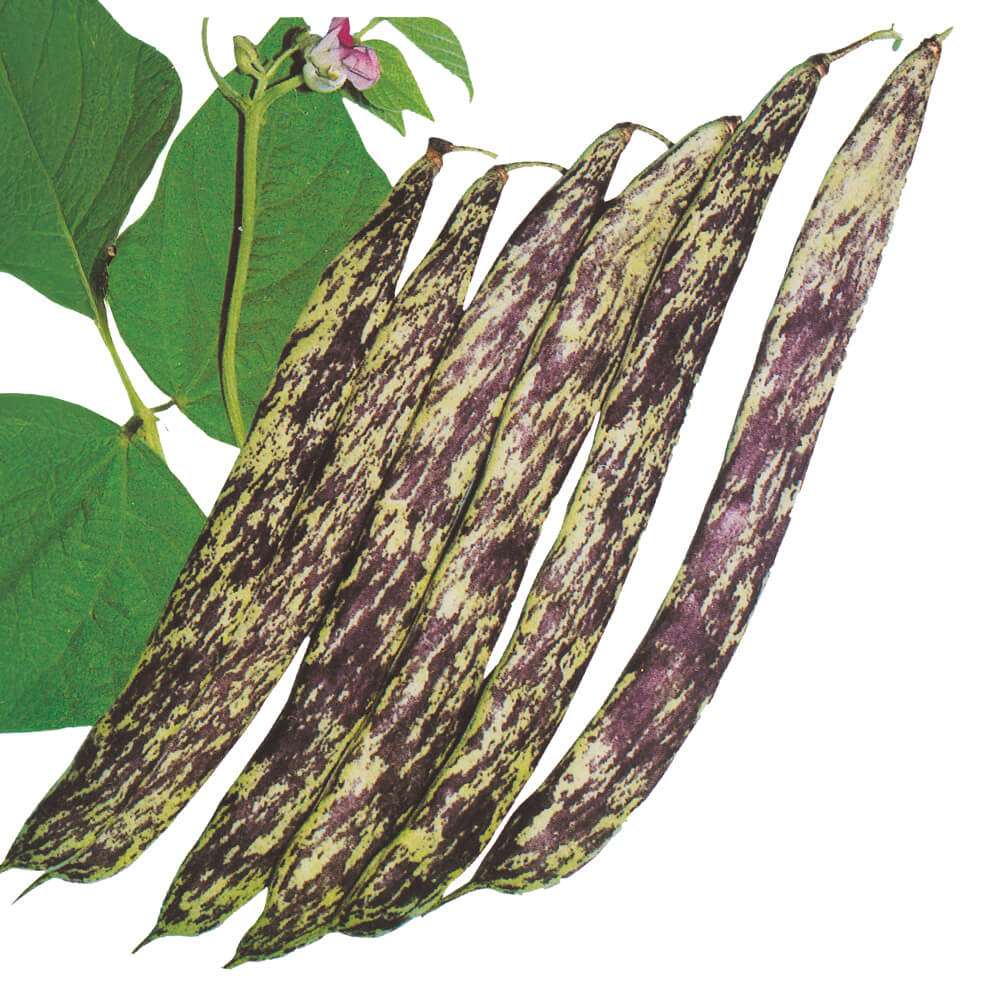 種 野菜たね 抑制栽培ささげ 霜降りささげ 1袋（30ml）