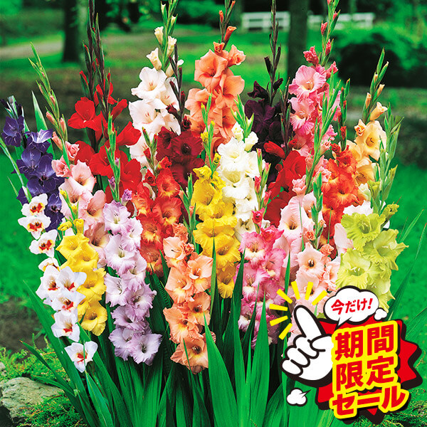 春植え球根 グラジオラス福袋 100球 送料込み [特別セールチラシ]