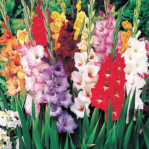 春植え球根 グラジオラス 2色咲福袋(品種見計らい・名称付き) 50球 送料込み [特別セールチラシ]