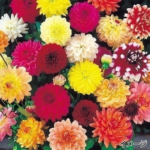 春植え球根 ダリア お買得ミックス (無選別) 5球 送料込み [特別セールチラシ]